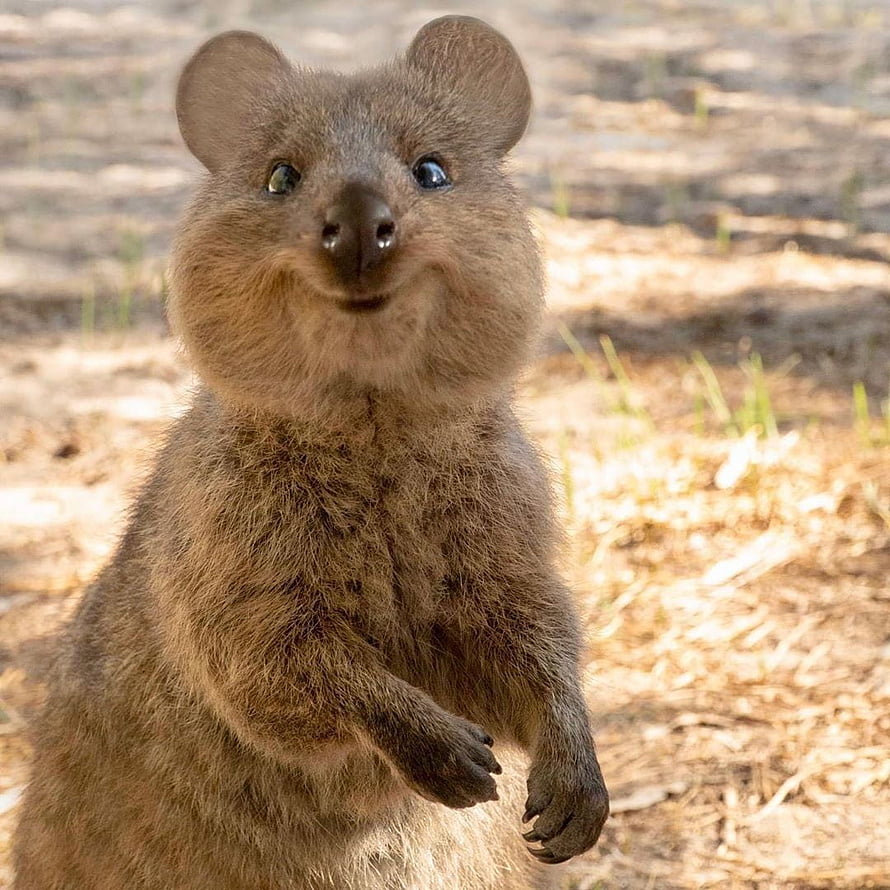 Close-up portrait of a smiling quokka standing on dry grass in natural sunlight HD phone wallpaper