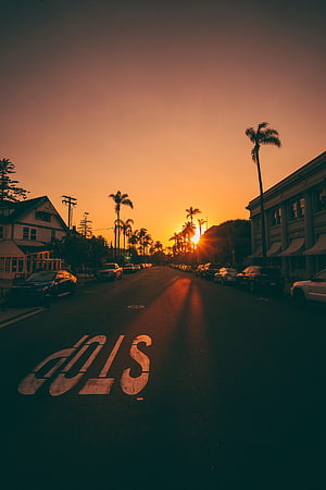 Sunset street view with palm trees and stop sign painted on road HD phone wallpaper