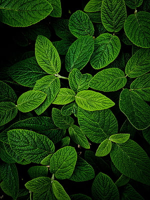 Vibrant Green Leaves With Intricate Vein Patterns On Dark Background HD phone wallpaper