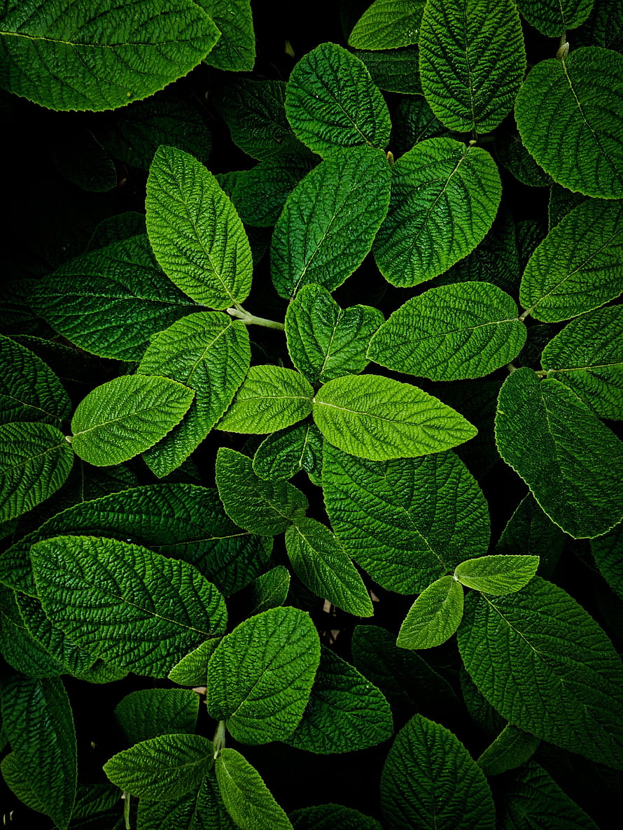 Vibrant Green Leaves With Intricate Vein Patterns On Dark Background HD phone wallpaper