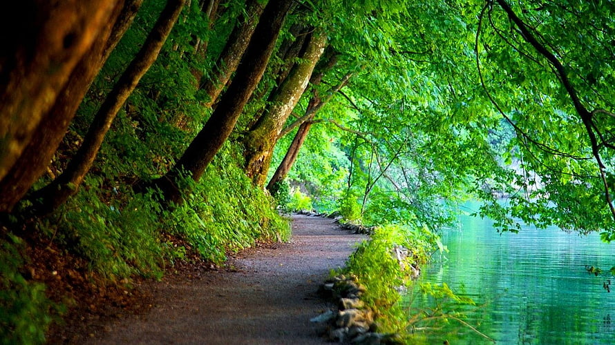 Serene Forest Trail Along a Turquoise Lake with Lush Green Canopy HD wallpaper