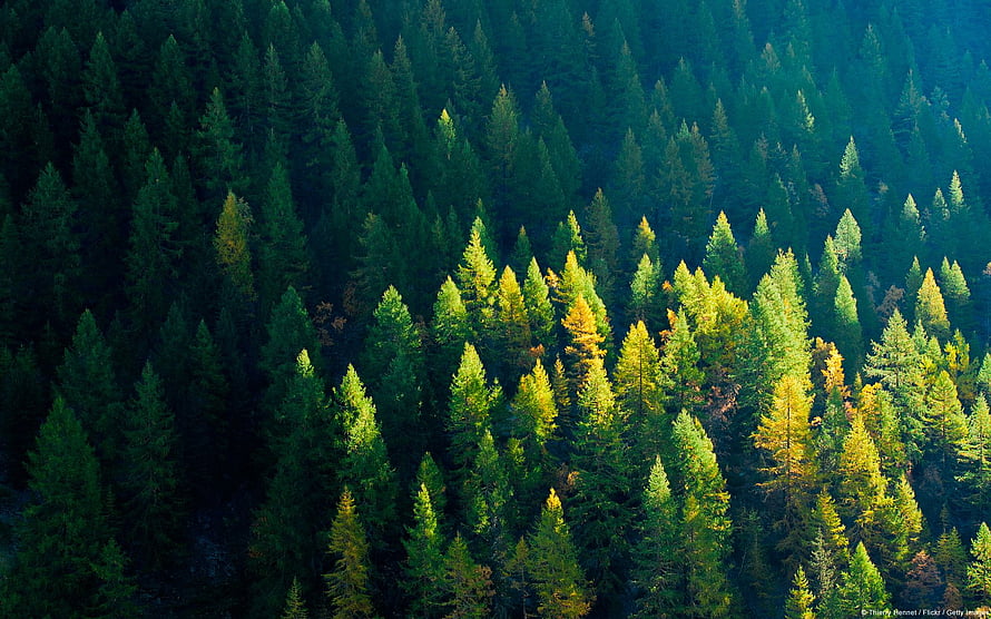 Aerial View of Dense Alpine Coniferous Forest with Golden Autumn Highlights HD wallpaper