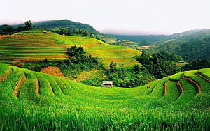 Lush Green Rice Terraces Carved Into Misty Mountain Hillsides HD wallpaper