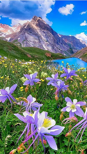 Vibrant Purple Wildflowers in Alpine Meadow with Majestic Mountain Peak and Blue Lake HD phone wallpaper