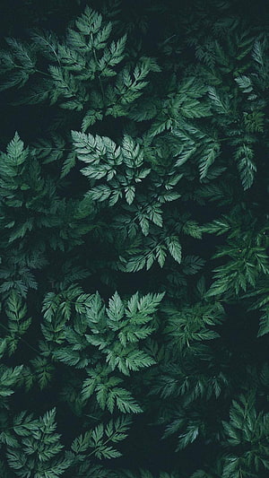 Dark Green Fern Leaves Nature Pattern with Deep Shadowed Foliage HD phone wallpaper