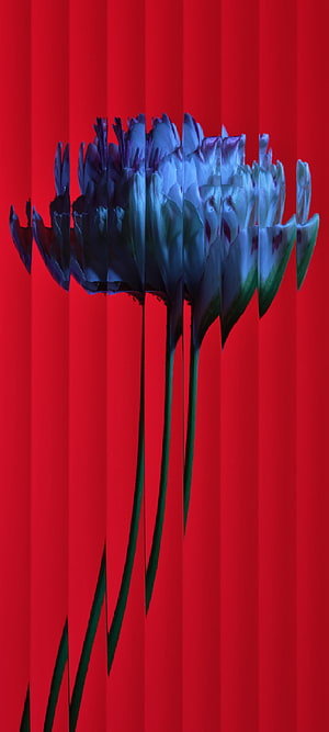 Abstract Glitch Art Tulips With Vertical Distortion On Red Background HD phone wallpaper