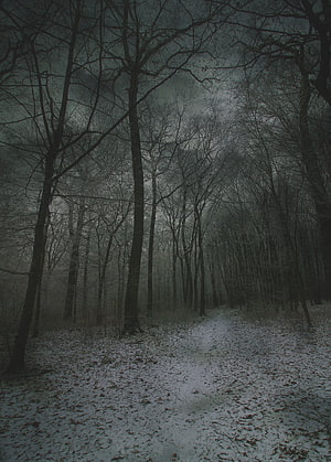 Eerie Snowy Forest Path With Bare Trees And Foggy Atmosphere HD phone wallpaper