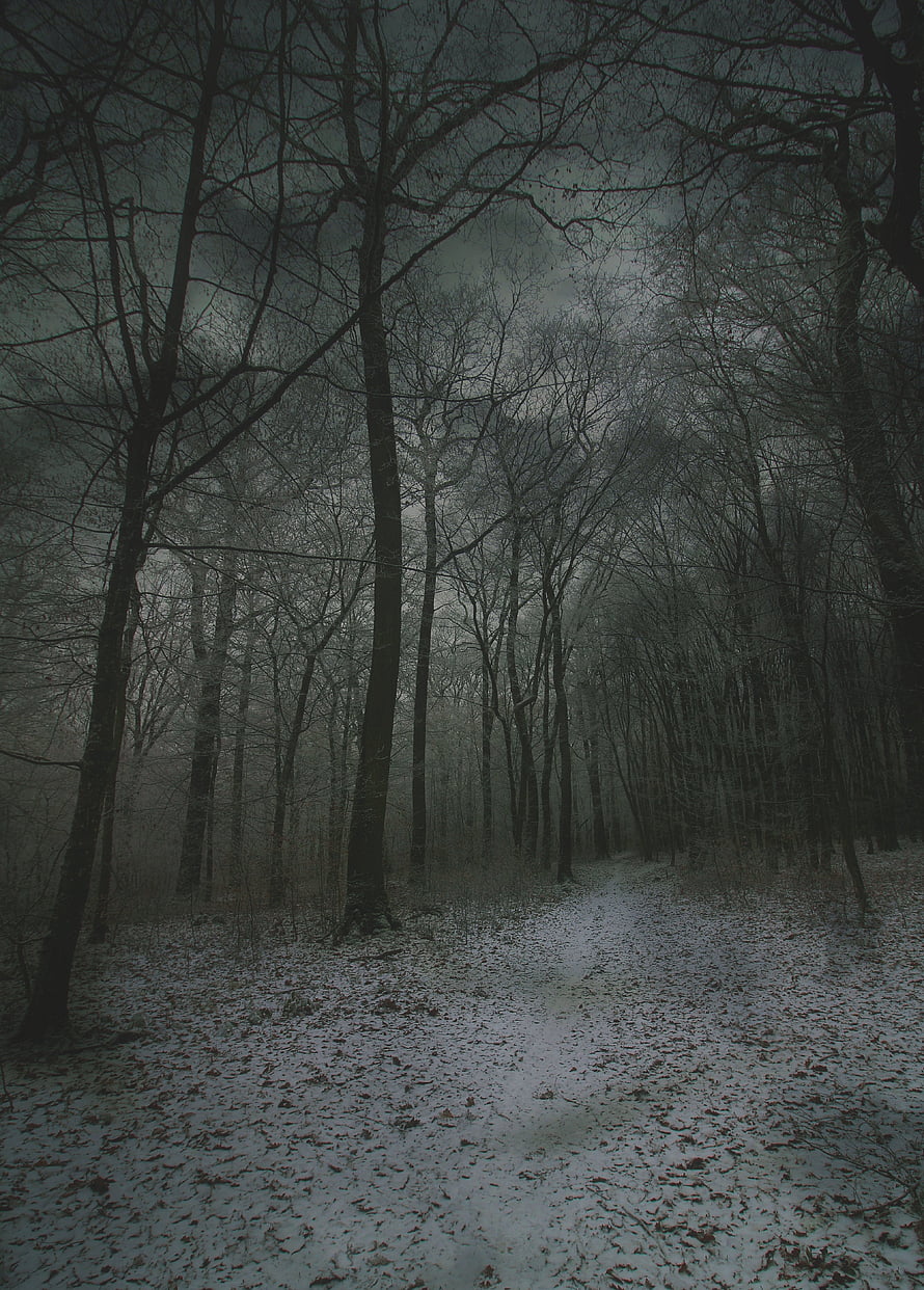 Eerie Snowy Forest Path With Bare Trees And Foggy Atmosphere HD phone wallpaper