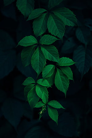 Dark Green Virginia Creeper Leaves Against Deep Shadow Background HD phone wallpaper