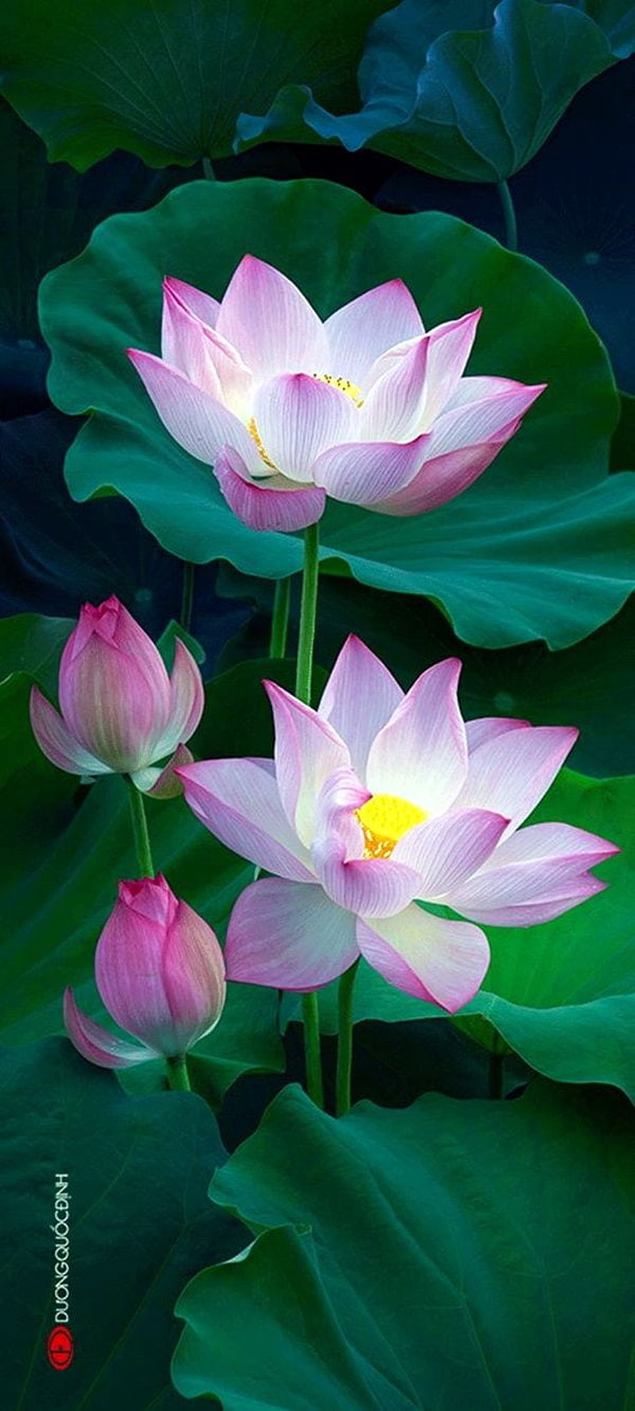Pink Lotus Flowers Blooming on Green Leaves HD phone wallpaper