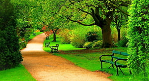 Serene Park Pathway With Green Benches And Lush Trees HD wallpaper