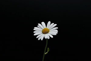 Minimalist White Daisy Portrait Against a Deep Black Background HD wallpaper