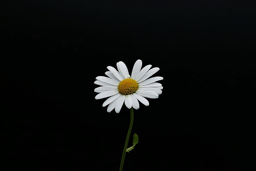 Minimalist White Daisy Portrait Against a Deep Black Background HD wallpaper