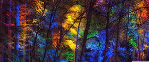 Vibrant Multicolored Lights Illuminating A Dense Forest At Night HD wallpaper