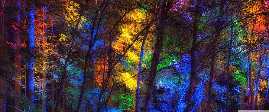 Vibrant Multicolored Lights Illuminating A Dense Forest At Night HD wallpaper