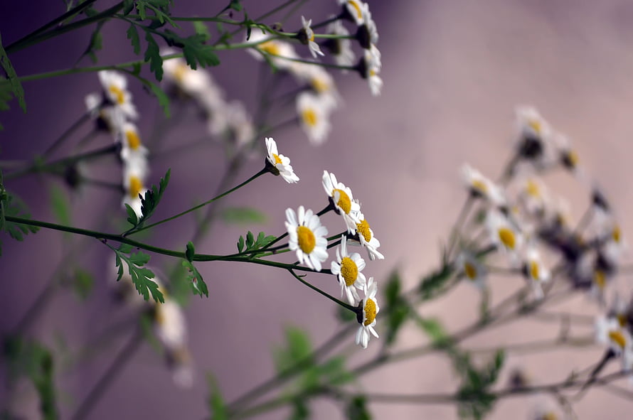 Delicate White Chamomile Flowers With Yellow Centers Against Soft Purple Background HD wallpaper