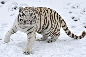 White Tiger Walking Through Deep Snow In Winter Landscape HD wallpaper