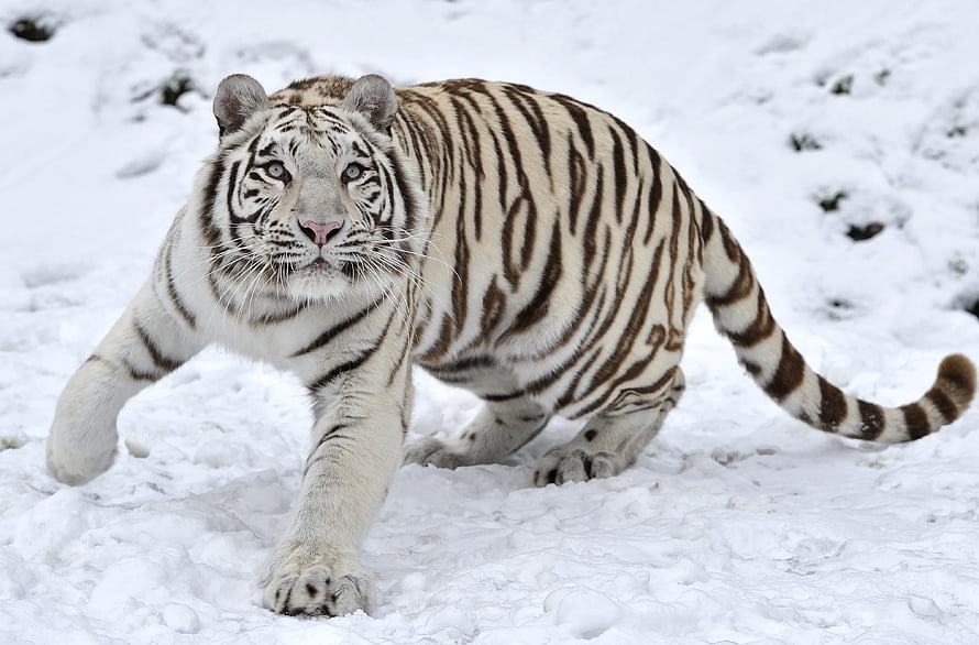 White Tiger Walking Through Deep Snow In Winter Landscape HD wallpaper