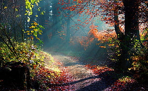 Sunlit Autumn Forest Path With Golden Rays And Colorful Foliage HD wallpaper