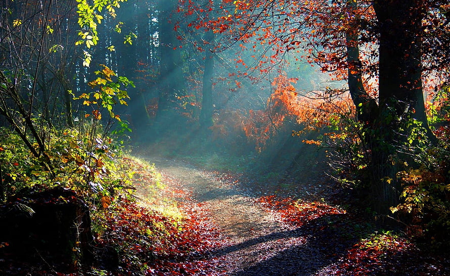 Sunlit Autumn Forest Path With Golden Rays And Colorful Foliage HD wallpaper