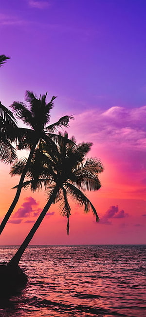 Tropical Palm Trees Silhouette Against Vibrant Purple and Pink Sunset Sky Over Ocean HD phone wallpaper