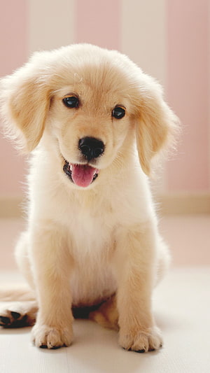 Adorable Golden Retriever Puppy Sitting With Tongue Out On Light Floor HD phone wallpaper