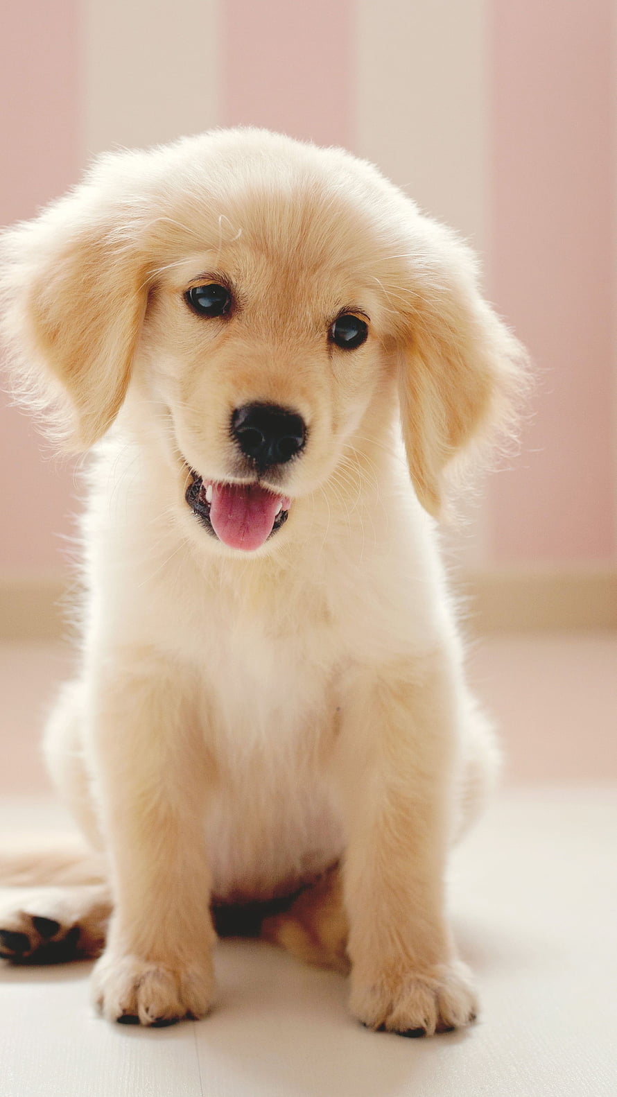 Adorable Golden Retriever Puppy Sitting With Tongue Out On Light Floor HD phone wallpaper