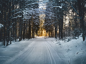 Snowy Forest Road with Golden Sunlight Filtering Through Tall Pine Trees HD wallpaper