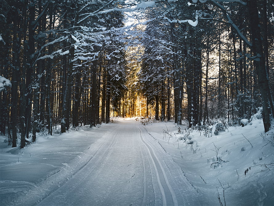 Snowy Forest Road with Golden Sunlight Filtering Through Tall Pine Trees HD wallpaper