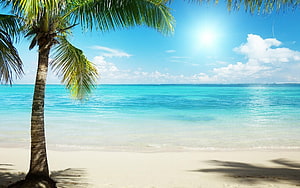 Tropical Beach Scene With Palm Tree And Turquoise Ocean Under Bright Sun HD wallpaper