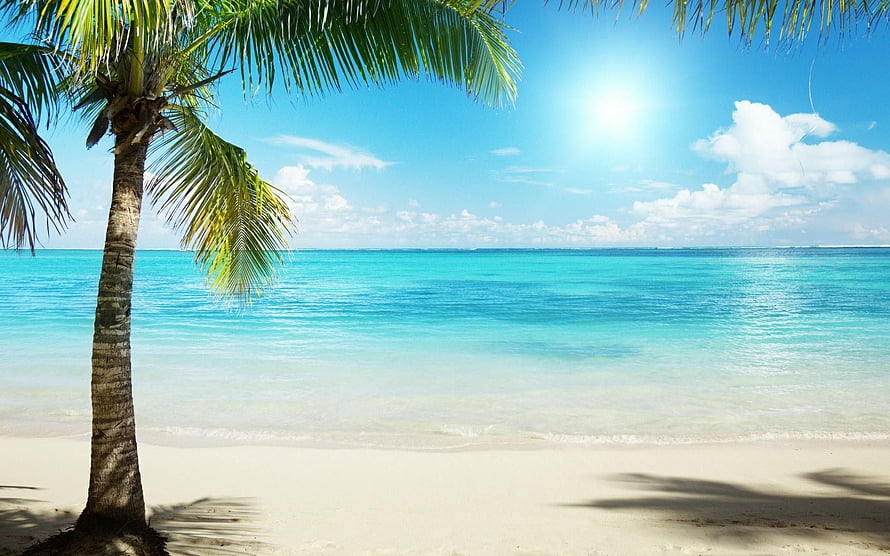 Tropical Beach Scene With Palm Tree And Turquoise Ocean Under Bright Sun HD wallpaper