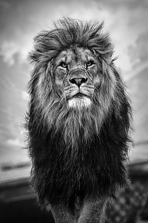 Majestic Black And White Portrait Of A Male Lion With A Thick Mane, King Lion. Leão preto e branco, Leão preto HD phone wallpaper
