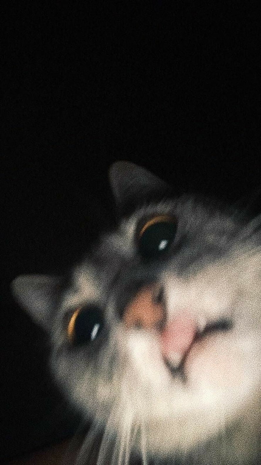 Close-up portrait of a grey and white cat with wide amber eyes against a dark background HD phone wallpaper