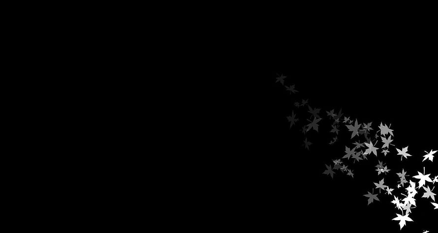 Minimalist Black Background with White Maple Leaves Drifting in the Wind HD wallpaper