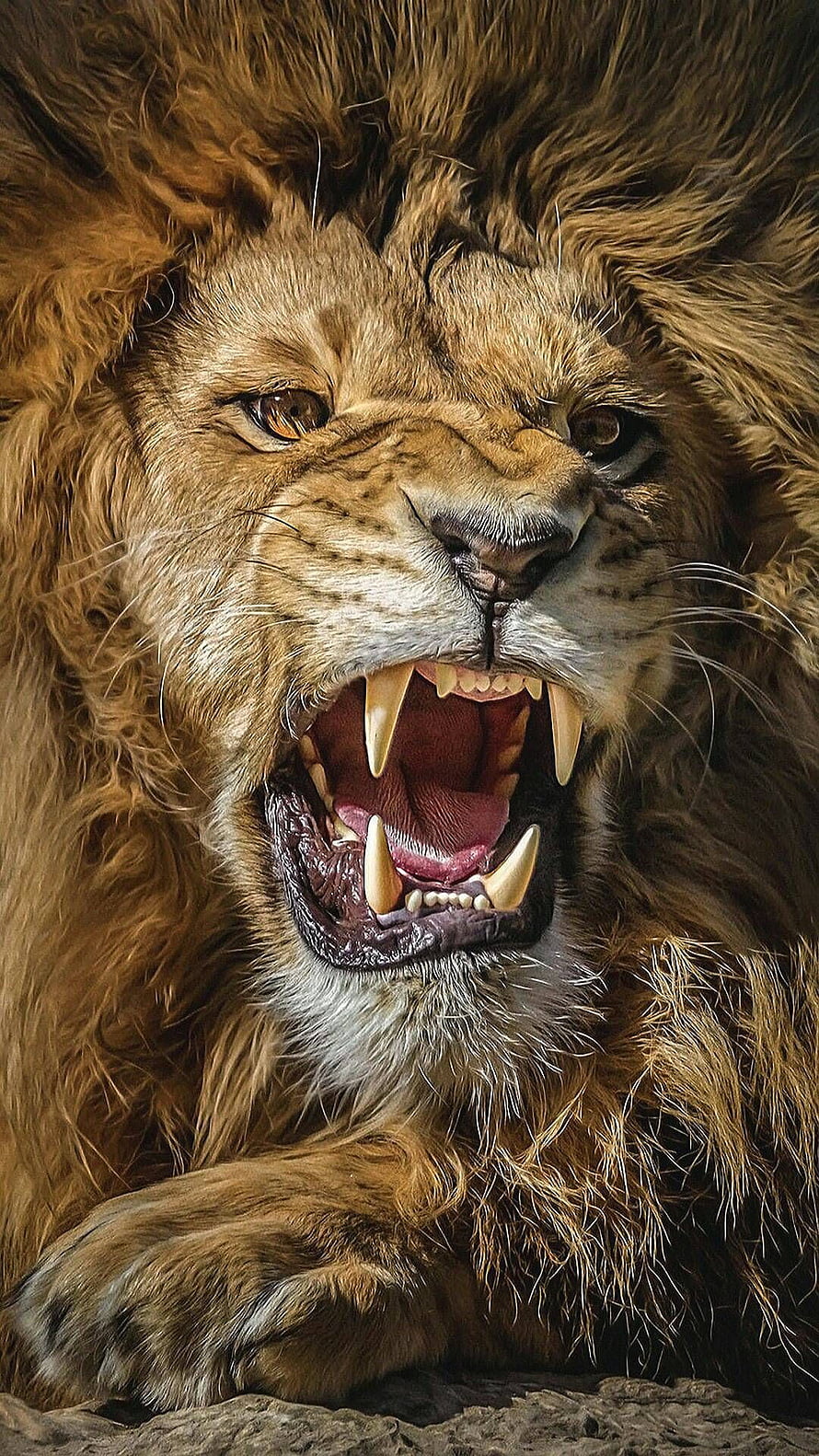 Majestic Male Lion Roaring With Bared Fangs And Intense Golden Eyes HD phone wallpaper