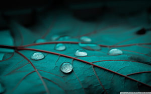 Macro Photography of Water Droplets on a Teal Leaf with Red Veins HD wallpaper