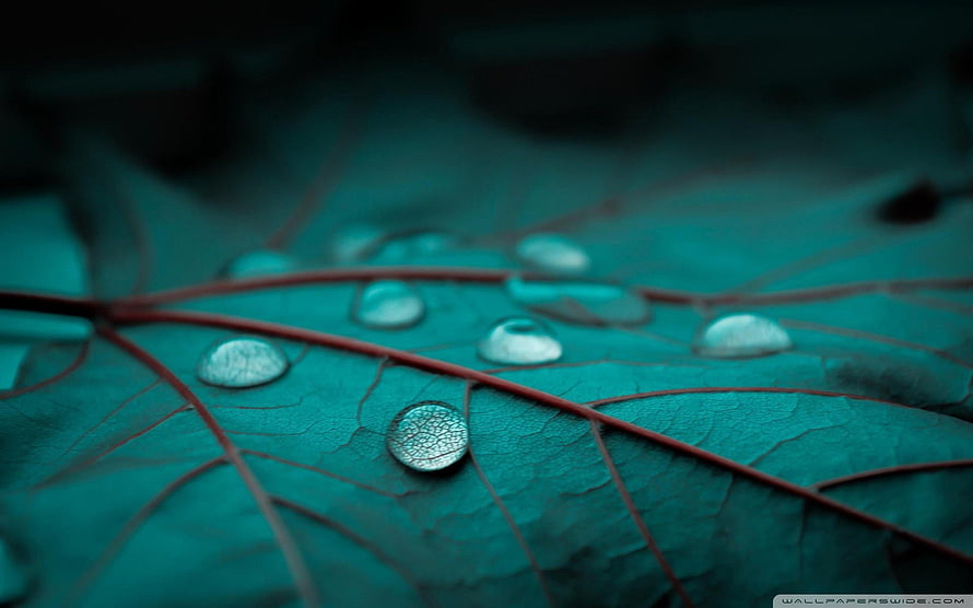 Macro Photography of Water Droplets on a Teal Leaf with Red Veins HD wallpaper