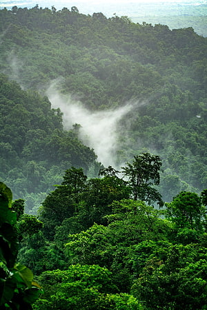 Misty Green Rainforest Canopy With Rolling Hills And Fog HD phone wallpaper