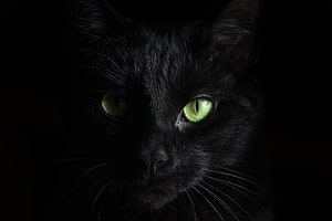 Close-up portrait of a black cat with glowing green eyes in dramatic low-key lighting HD wallpaper