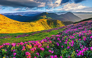 Vibrant Pink Alpine Flowers Blooming on a Mountain Slope in Iran HD wallpaper