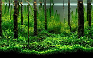 Lush Aquascape Aquarium with Submerged Tree Trunks and Dense Green Plant Life HD wallpaper