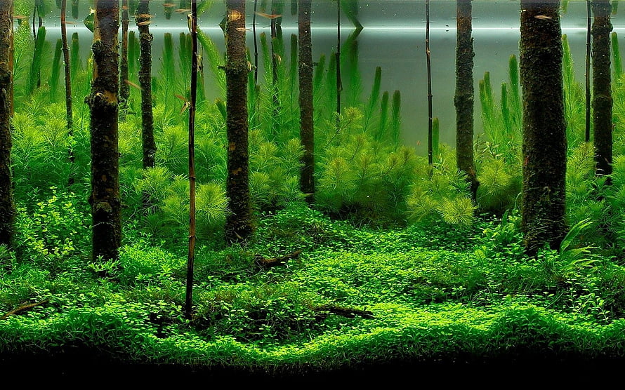 Lush Aquascape Aquarium with Submerged Tree Trunks and Dense Green Plant Life HD wallpaper