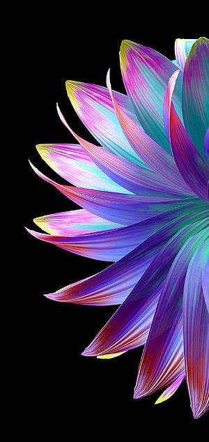 Vibrant Rainbow Abstract Flower Petals on Black Background HD phone wallpaper