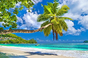 Tropical Paradise Beach with Leaning Palm Tree and Turquoise Ocean HD wallpaper