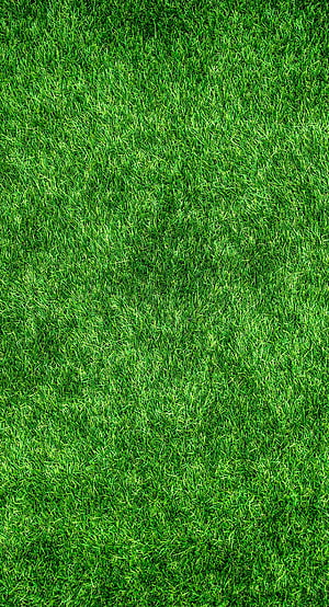 Lush Green Grass Lawn Texture Close-Up Surface Pattern HD phone wallpaper