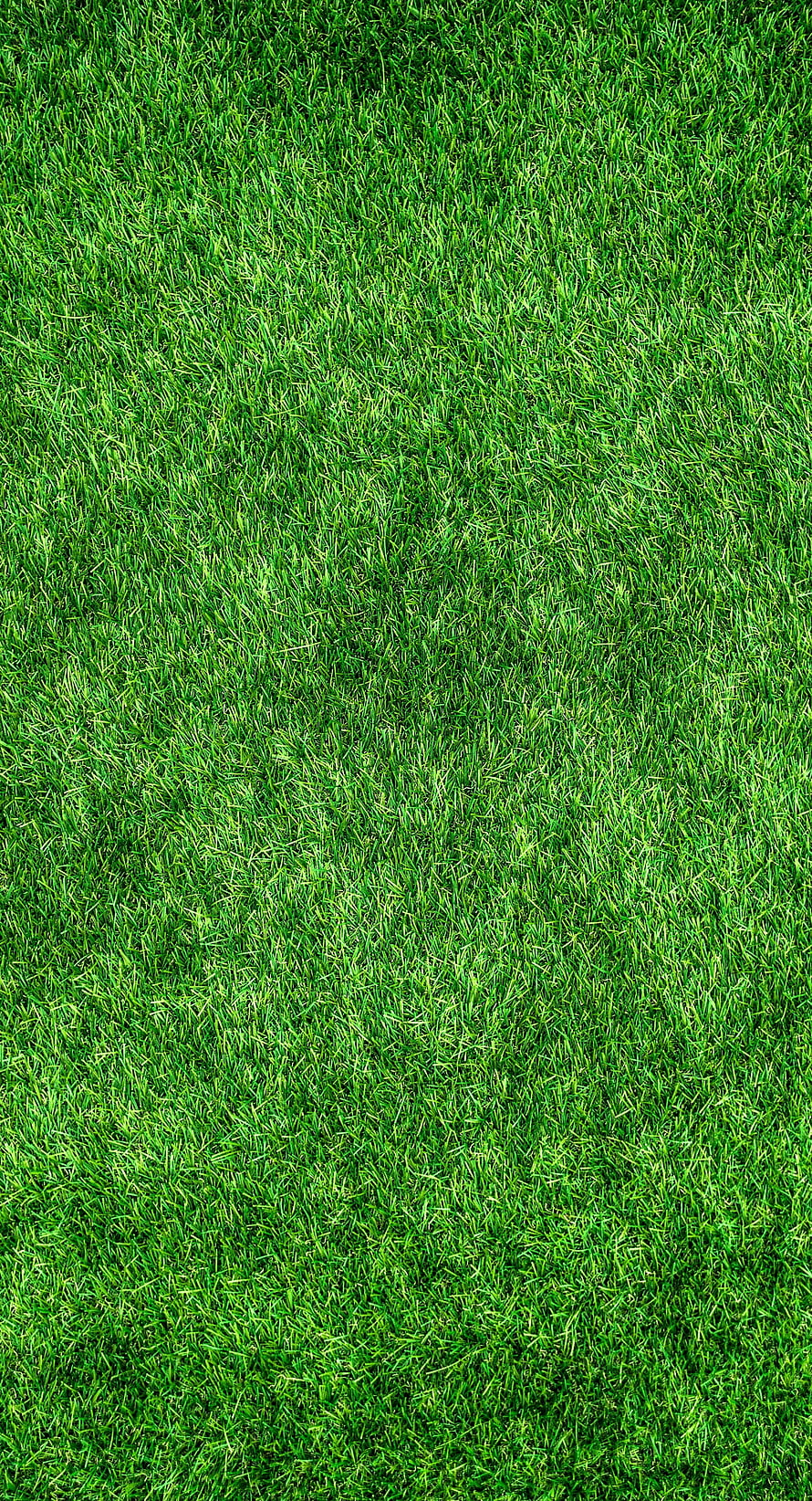 Lush Green Grass Lawn Texture Close-Up Surface Pattern HD phone wallpaper