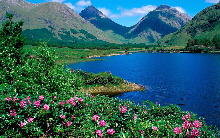 Scenic View of Glencoe Lochan in Scotland with Pink Rhododendrons and Mountains HD wallpaper