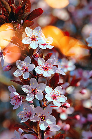 Cherry Blossom Branches with Pink Flowers and Red Leaves in Spring Sunlight HD phone wallpaper