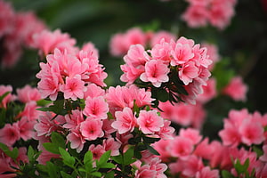 Vibrant Pink Azalea Blooms in Full Spring Bloom with Lush Green Foliage HD wallpaper