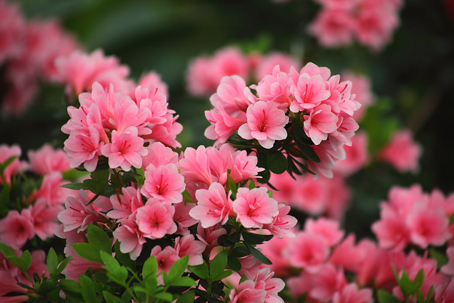 Vibrant Pink Azalea Blooms in Full Spring Bloom with Lush Green Foliage HD wallpaper